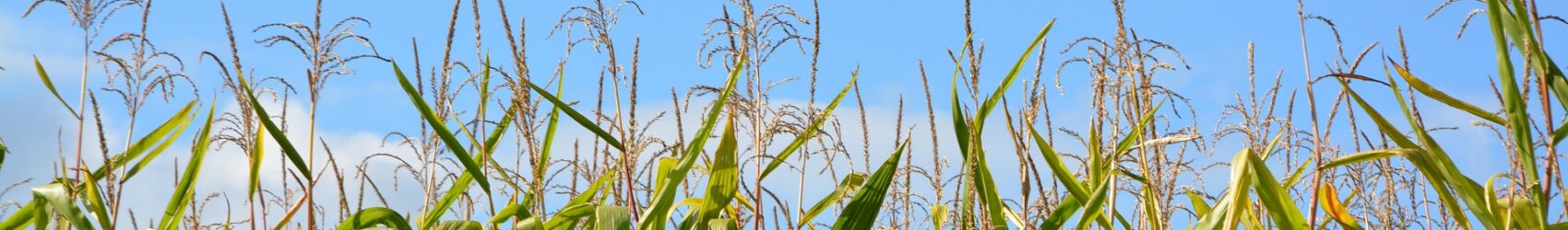 Maïsdoolhof Nieuw-Lickebaert