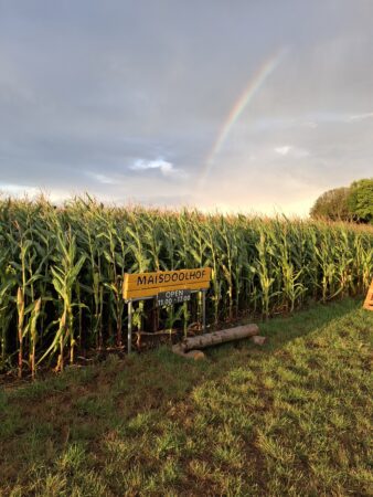 Regenboog maïsdoolhof